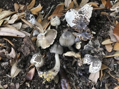 Agaricus endoxanthus