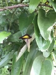 Aristolochia birostris