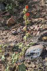 Sphaeralcea ambigua