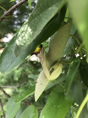 Aristolochia birostris