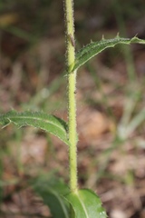 Cirsium parryi