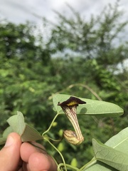 Aristolochia birostris