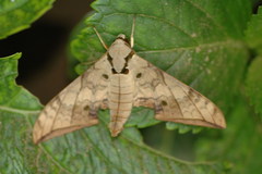 Ambulyx substrigilis