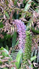 Aechmea gamosepala