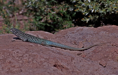 Liolaemus nigroviridis