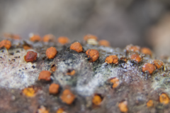 Amphilogia gyrosa