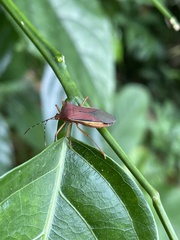 Anasa varicornis