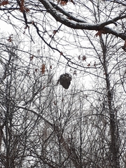 Dolichovespula maculata