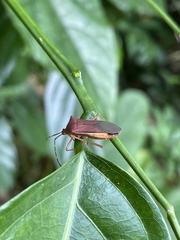 Anasa varicornis