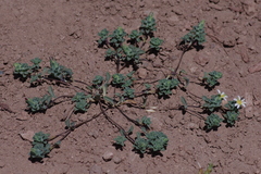 Chaetanthera euphrasioides