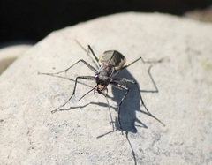 Cicindela marginipennis
