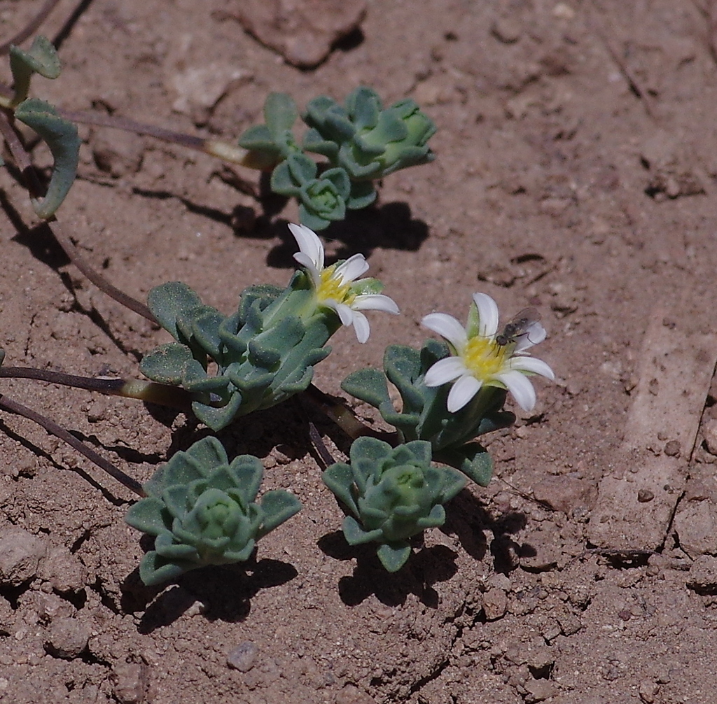 Chaetanthera euphrasioides