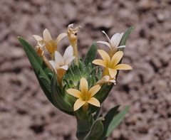 Collomia biflora
