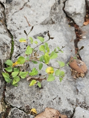 Carlowrightia torreyana