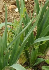 Asphodelus cerasiferus