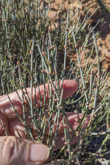 Ephedra