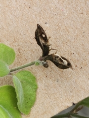 Carlowrightia torreyana