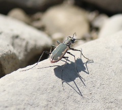 Cicindela marginipennis