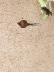 Carlowrightia torreyana