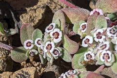 Euphorbia melanadenia