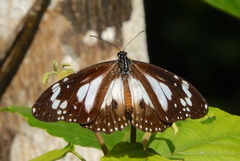 Danaus affinis