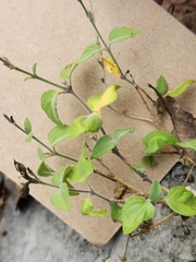 Carlowrightia torreyana