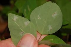 Macrosaccus morrisella