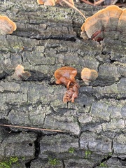 Phaeotremella foliacea