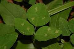 Macrosaccus morrisella