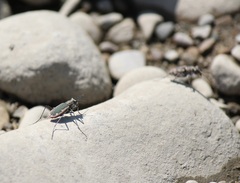 Cicindela marginipennis