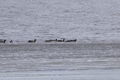 Anas rubripes × platyrhynchos