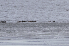 Anas rubripes × platyrhynchos