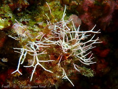 Amphiroa rigida