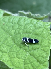 Macugonalia leucomelas
