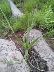 Albuca virens