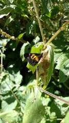 Catasticta teutila