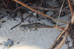 Emoia atrocostata