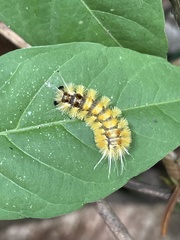 Lophocampa
