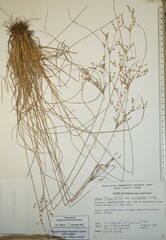 Juncus anthelatus