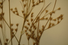Juncus anthelatus