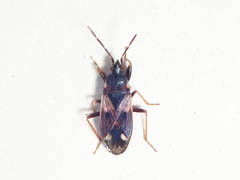 Eremocoris ferus