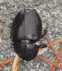 Xylotrupes