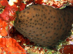 Holothuria sanctori