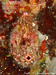 Pyura dura
