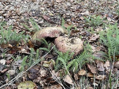 Rubroboletus eastwoodiae