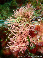 Tricleocarpa fragilis