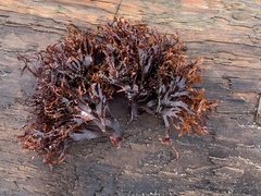 Mazzaella japonica