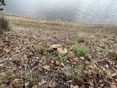 Rubroboletus eastwoodiae