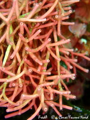 Tricleocarpa fragilis