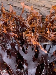 Mazzaella japonica